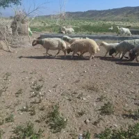 بره
