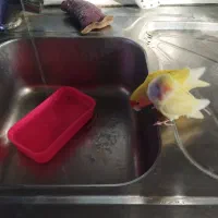 یک جفت طوطی برزیلی خوش رنگ (کارداده)|پرنده|تهران, اتابک|دیوار