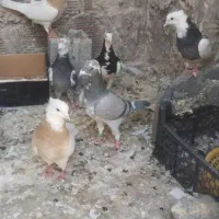 کفتر پرشی