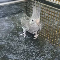عروس هلندی