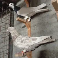 کلاغ سبز ترکه سرخ وچند تا رنگه خوشگل شهرستانی|پرنده|مشهد, قائم|دیوار