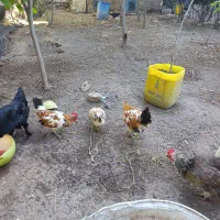 پنج عددخروس گلین لری  آواز خوان در آبی بیگلو
