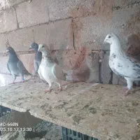 کبوتر رنگی و المانی|پرنده|جلگه رخ, |دیوار