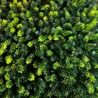 پخش و نصب گرینوال و دیوار سبز|گل مصنوعی|ارومیه, |دیوار