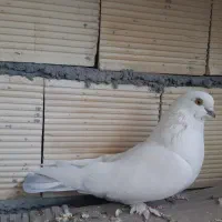 کبوتر ماده|پرنده|بروجن, |دیوار