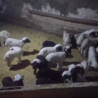 بره شیری درجه یک با ضمانت سالمی