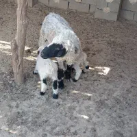 گوسفند جملی جوان بادوبره نر|حیوانات مزرعه|زابل, |دیوار