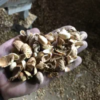 کربن پسته|عمدهفروشی|دلیجان, |دیوار