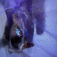 ماهی ابشور اکواریوم|ماهی|تهران, جوادیه تهرانپارس|دیوار