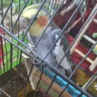 سگ ماده 1سال ونیم|سگ|یزد, |دیوار