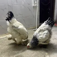 برهما لایت رومانی