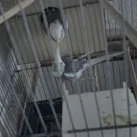 عروس هلندی|پرنده|مشگین شهر, |دیوار