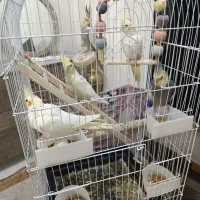 ۵عدد عروس هاندی و دو عدد مرغ عشق