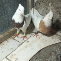 کبوتر|پرنده|رودان, |دیوار