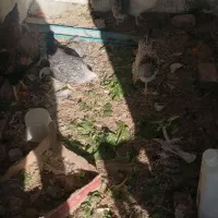 مرغ و خروس|حیوانات مزرعه|کرمان, |دیوار