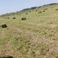 یونجه مستقیم از کشاورز با کیفیت عالی و قیمت مناسب