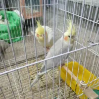 جفت عروس هلندی کاشمر