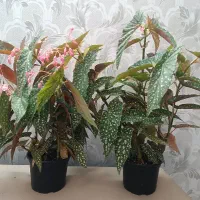 بگونیا رکس پر گل برگ ها پشت قرمز شاداب و سرحال