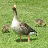 فروش خروس و مرغ تخم گذار محلی.غاز و اردک و بوقلمون