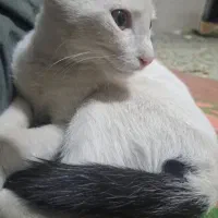 واگذاری بچه گربه