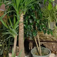 گل درخچه بنجامین بلک وسبز بارتفاع یک ونیم متربه|گل و گیاه طبیعی|تبریز, |دیوار