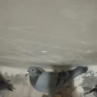 10کفتر پلاکی