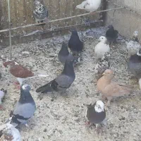 کفتر تعداد|پرنده|تهران, عباسآباد (شهرری)|دیوار
