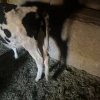 یک گوساله اصلاح شده داشتی|حیوانات مزرعه|ماهان, |دیوار