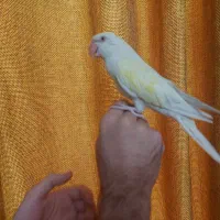 طوطی ملنگو سفید کرمینو بالغ فول رام