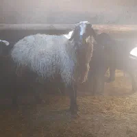 گوچ شالی بفروش میرسد