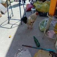 خروس محلی وماشینی