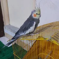 یه عدد عروس هلندی نر یکسالش نشده