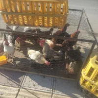 مرغ محلی مرغ کر(وار )خروس|حیوانات مزرعه|سرپل ذهاب, |دیوار