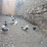 کبوتر|پرنده|قلقل رود, |دیوار