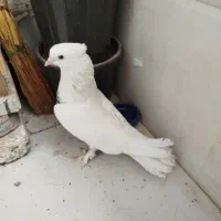 تعدادی جوجه کفتر پرشی