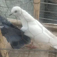 کبوتر|پرنده|بیستون, |دیوار