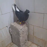 پرنده|پرنده|کارون, |دیوار