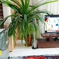 پاندانوس غول پیکر 3متری