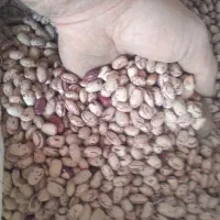 لوبیا چیتی|خوردنی و آشامیدنی|نظر کهریزی, |دیوار