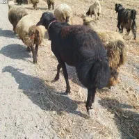 قوچ غزل افشار همە چی تموم|حیوانات مزرعه|مرودشت, نقش رستم|دیوار