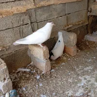جفت کفتر
