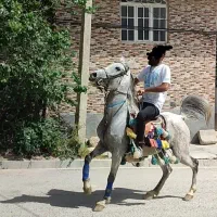مادیون سواریدار