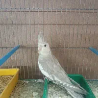 وایت فیس نر آماده