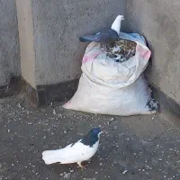 کلاغ سیاه ماده پررنگ|پرنده|تربت‌حیدریه, ده پائین|دیوار