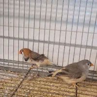 جفت فنج اروپایی بیگ سایز|پرنده|مرودشت, بیست متری بیمارستان|دیوار