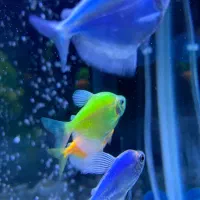 ماهی آکواریوم