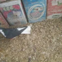 ساده سیاه|پرنده|بجنورد, |دیوار