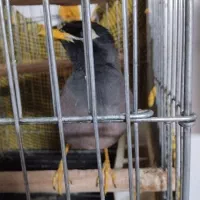 مینا اهلی  نر 2500با قفس|پرنده|فردیس, شهرک ناز|دیوار