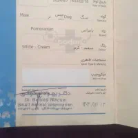 فروش سگ آپارتمانی.|سگ|شاهین‌شهر, طالقانی|دیوار