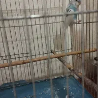 مرغ عشق نر|پرنده|چهاردانگه (تهران), |دیوار